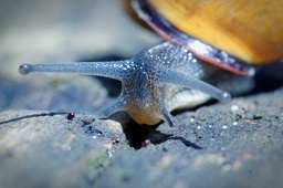 being a snail