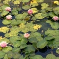 lillies in a pond