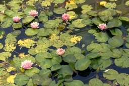 lillies in a pond