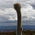 ostrich