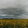 zonnebloemen