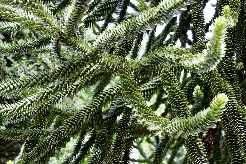 branches