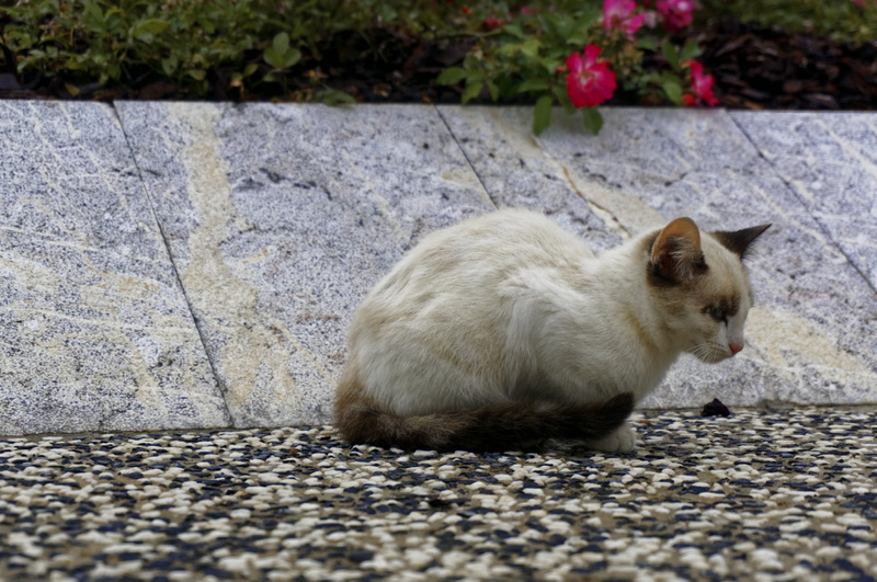 cat