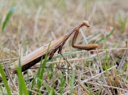 praying mantis