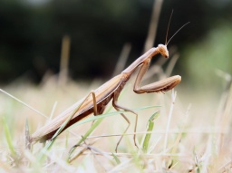 praying mantis