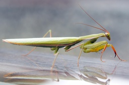 praying mantis