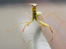 praying mantis