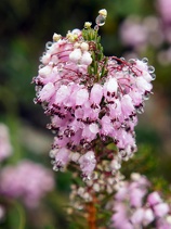 pretty in pink