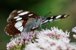 Limenitis camilla