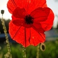 poppy