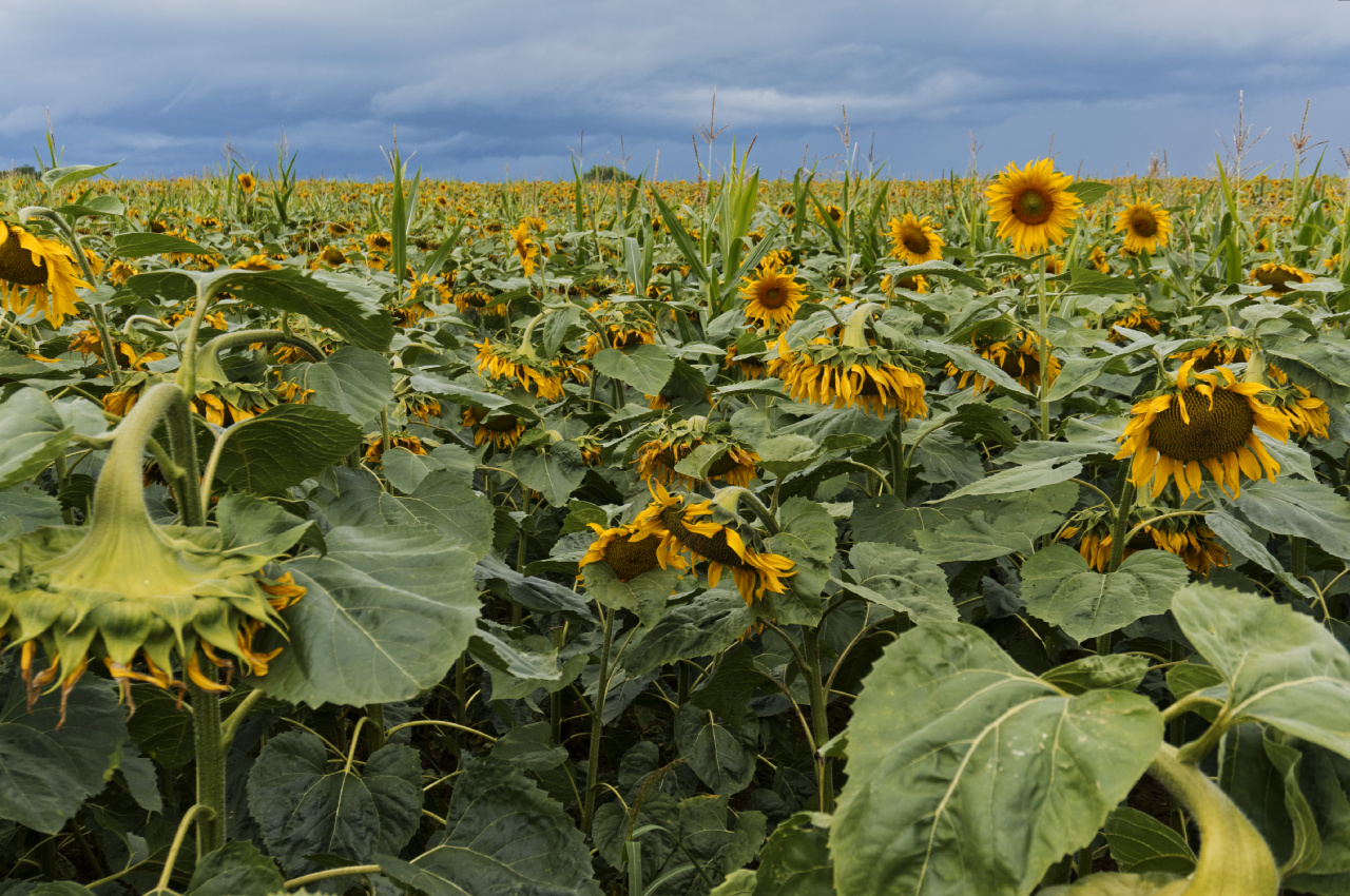 sunflowers