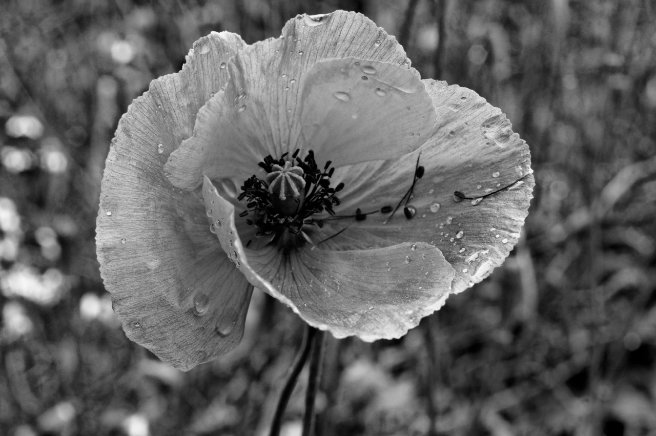 poppy