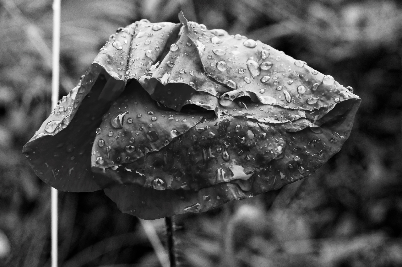 poppy in the rain