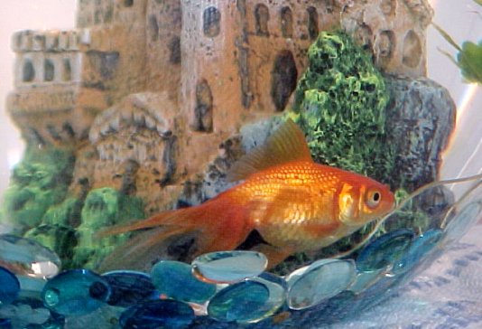  goldfish goudvis