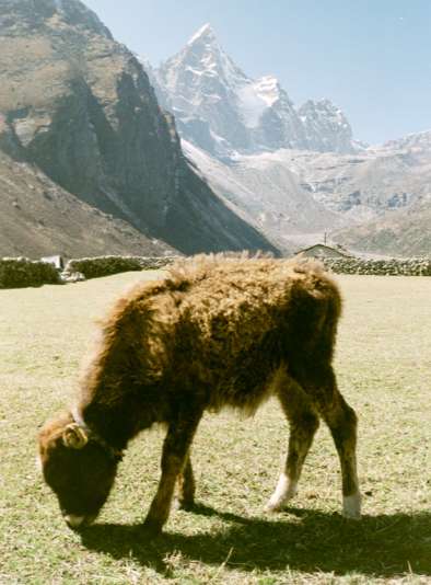 young yak