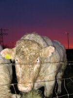 Bull, Rijswijk