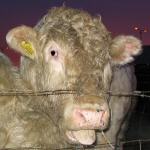 Bull, Rijswijk