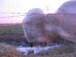 Bull, Rijswijk, lomography