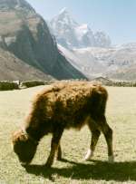 a young yak in the Himalaya, Nepal