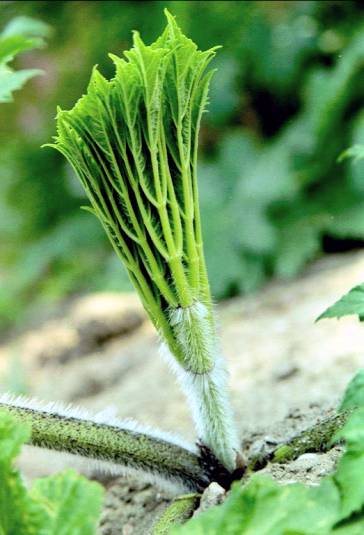 berenklauw plant (hogweed, cow parsnip)