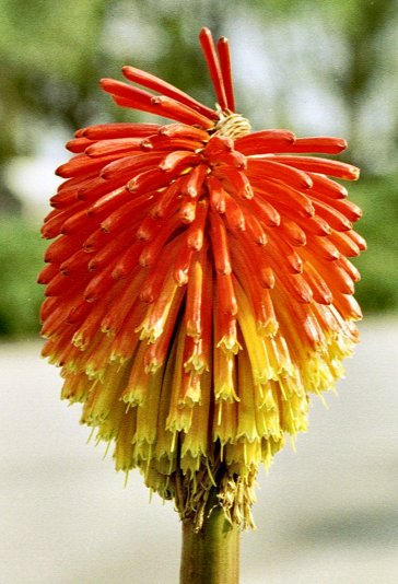 Pretty flower: Kniphofia, Barcelona