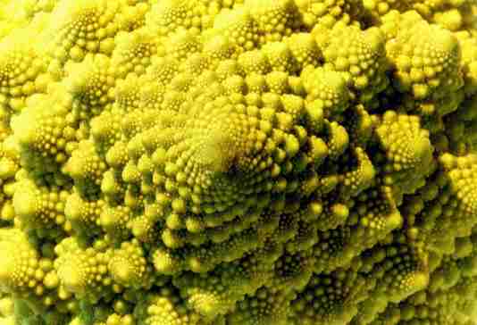 green caulifower with fractals bloemkool