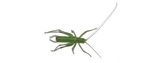 grass hopper