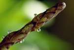 growing tip of an asparagus falcatus