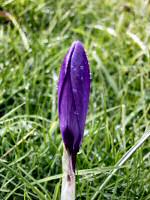 crocus, krokus