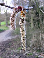 catkins