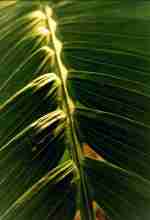 kentia palm