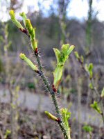 wild rose branch